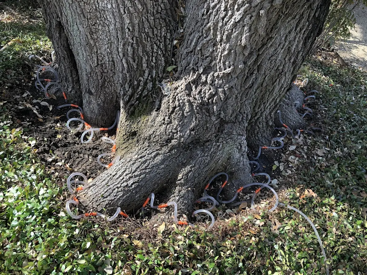 Detailed Tree Cabling and Bracing job site in Saylorsburg